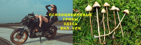 ПСИЛОЦИБИНОВЫЕ ГРИБЫ Алексин